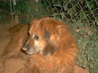 Megan, the golden retrieve - chow mix