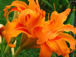 [Day Lily]