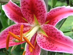[Oriental Lily]