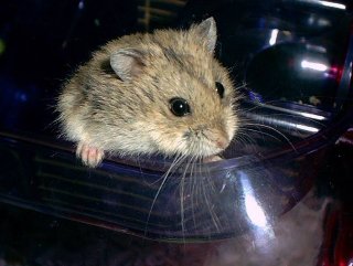Digger, the hamster