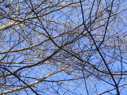 [oak tree branches against the blue sky]
