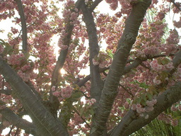 [Cherry Tree at Montgomery College in Germantown, Maryland]