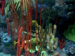 [Coral at the Tennessee Aquarium]