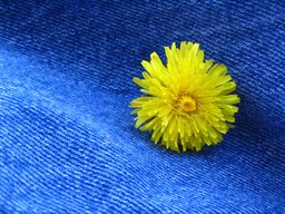 [Dandelion flower against some denim blue jeans]