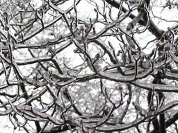 [Dogwood tree after an ice storm]
