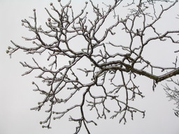 [Dogwood tree branches after an ice storm]