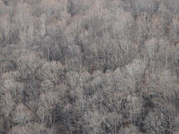 [Leafless trees along the hills of Virginia]