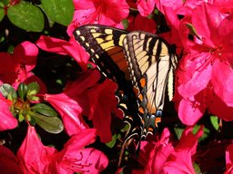 [Monarch butterfly on an azalia bush]