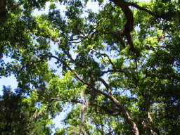 [Spanish Moss on Merritt Island, Florida]