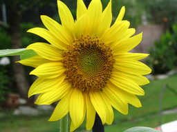[Sunflower]